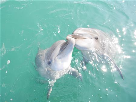 Dolphins