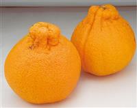 Dekopon Orange