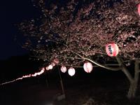 夜桜