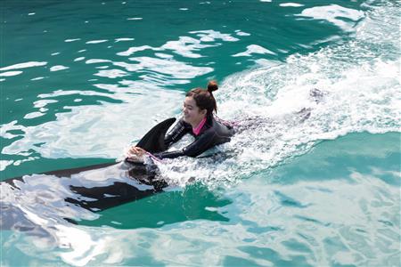 Swimming with Dolphins