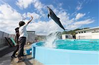 Dolphin Trainer Experience