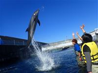Interacting with Dolphins Program