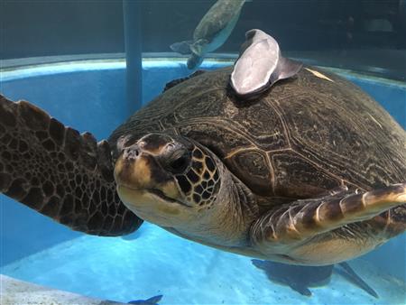 むろと廃校水族館