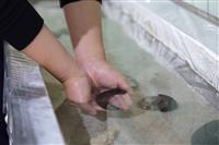 むろと廃校水族館なまこ