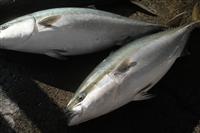 Buri (Japanese Amberjack)