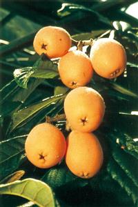Loquats (Biwa)