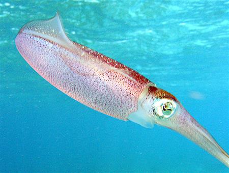 Bigfin Reef Squid