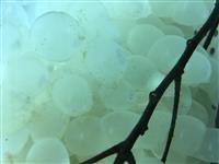 Squid Eggs